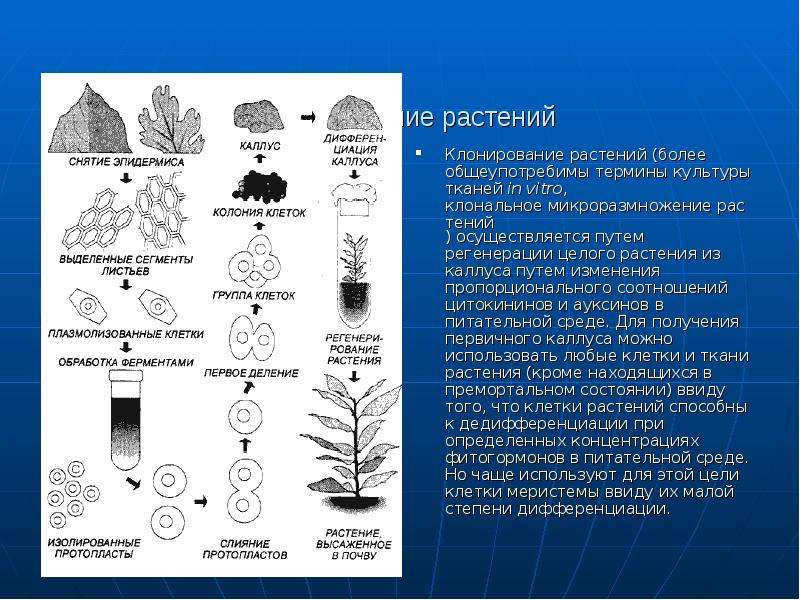 Клонирование растений презентация