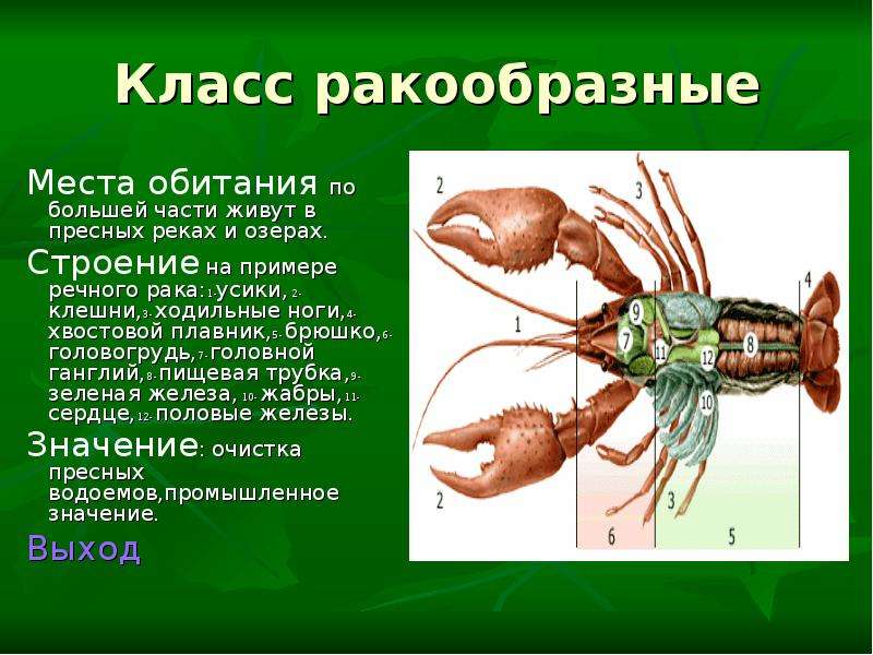 Сообщение по биологии 7 класс. Место обитания ракообразных. Ракообразные доклад. Ракообразные 3 класс. Класс ракообразные среда обитания.