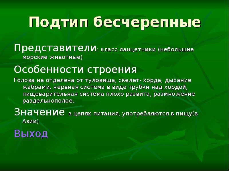 Подтип бесчерепные. Под Тип Бесчерепные представители. Подтип Бесчерепные класс Ланцетники представители. Класс Ланцетники представители. Подтип Бесчерепные общая характеристика.