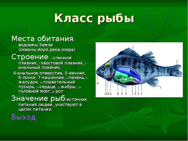 Сообщение про класс рыб. Презентация на тему рыбы. Доклад про рыб. Рыба для презентации. Рыбы биология презентация.