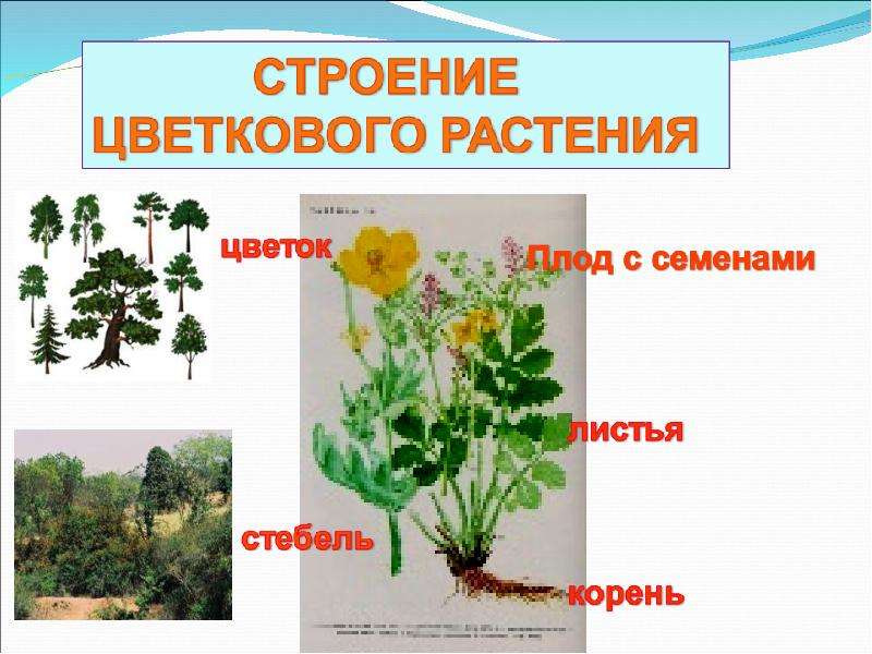 Презентация растения 5 класс