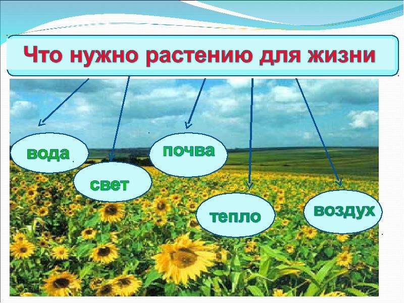 Растения живой организм 7 класс презентация