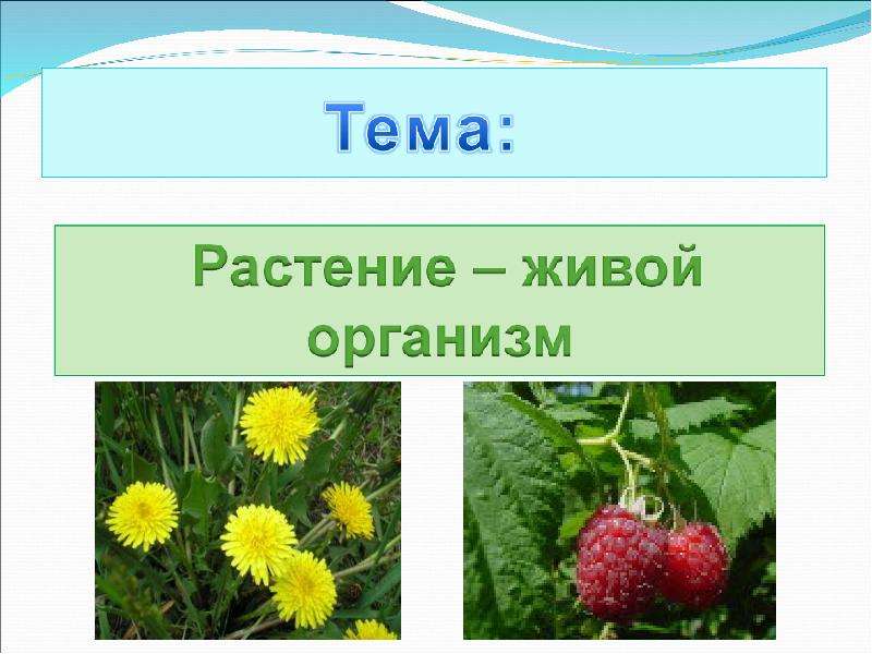 Как живут растения презентация 1 класс школа россии презентация