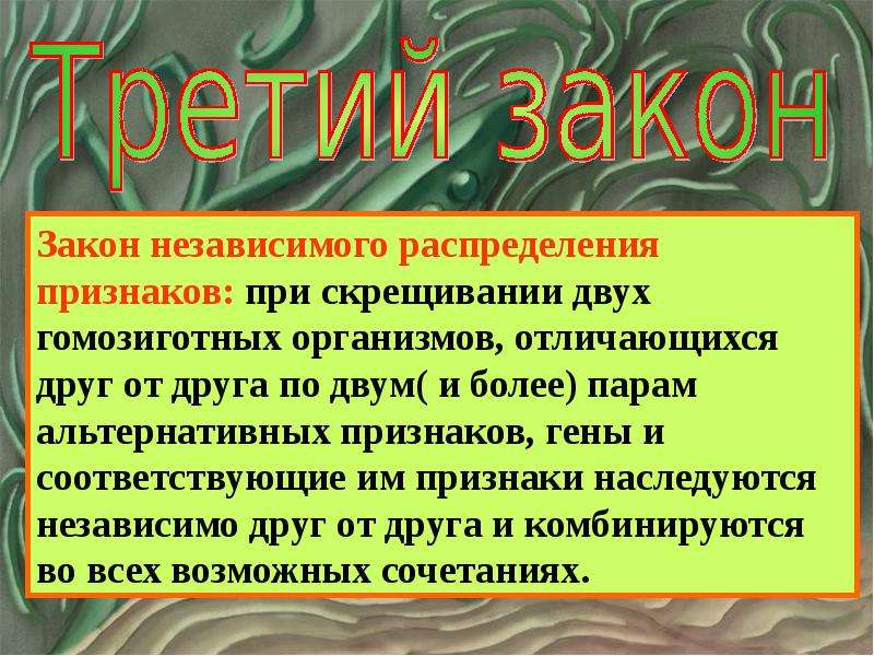 Независимое распределение. Закон независимого распределения признаков. Независимое распределение признаков. Закон независимого распределения генов. Независимое распределение генов.