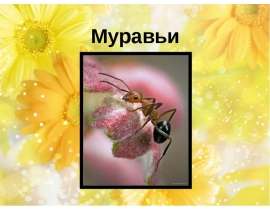 Муравьи 2 класс