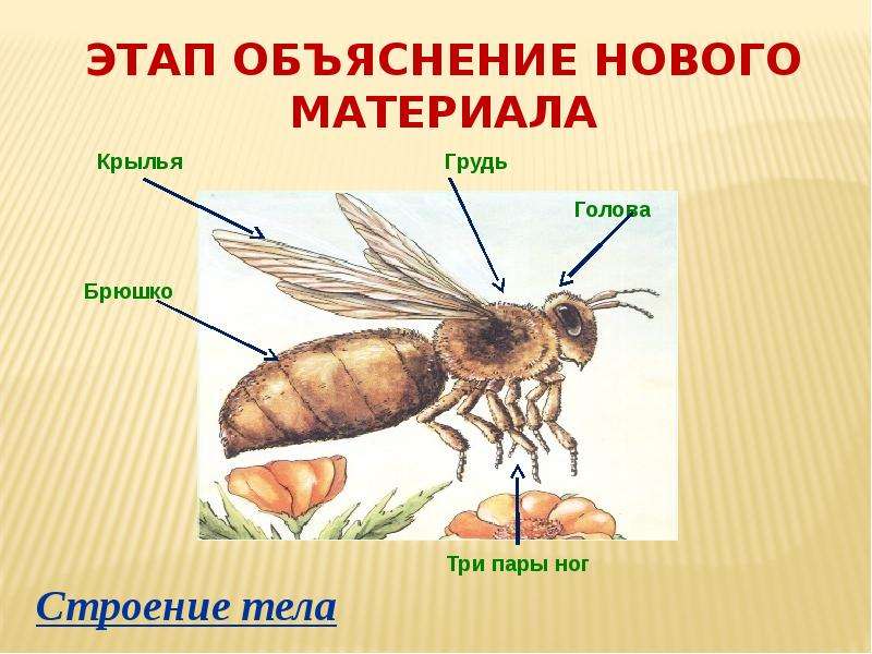 Конечности на груди и брюшке. Голова грудь брюшко строение. Голова грудь брюшко три пары конечностей. Тело состоит из головы груди и брюшка. Тело имеет три отдела: голову, грудь, брюшко.