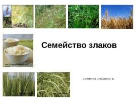 Семейство злаков