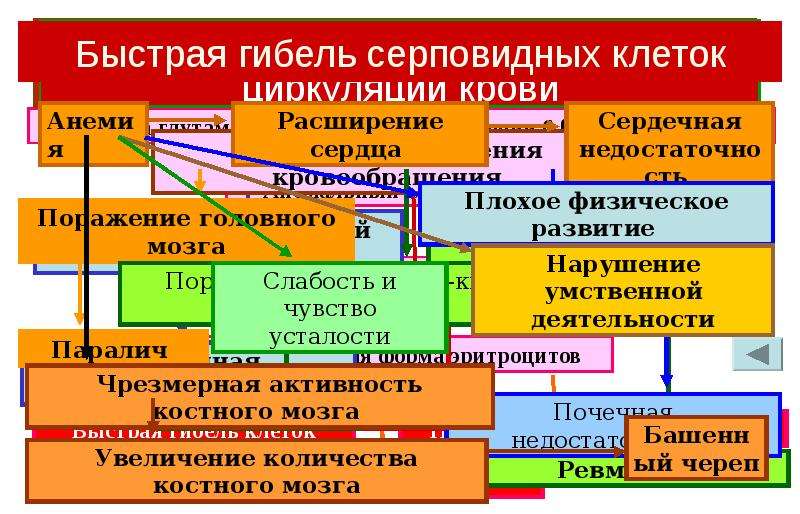 Генотип как целостная система кратко. Охарактеризуйте генотип как целостную систему.