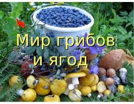 Мир грибов и ягод