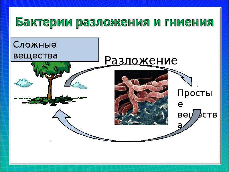 Разложение веществ. Бактерии гниения названия. Функции бактерий гниения. Общая характеристика бактерий их роль в природе и жизни человека. Формы бактерии гниения.