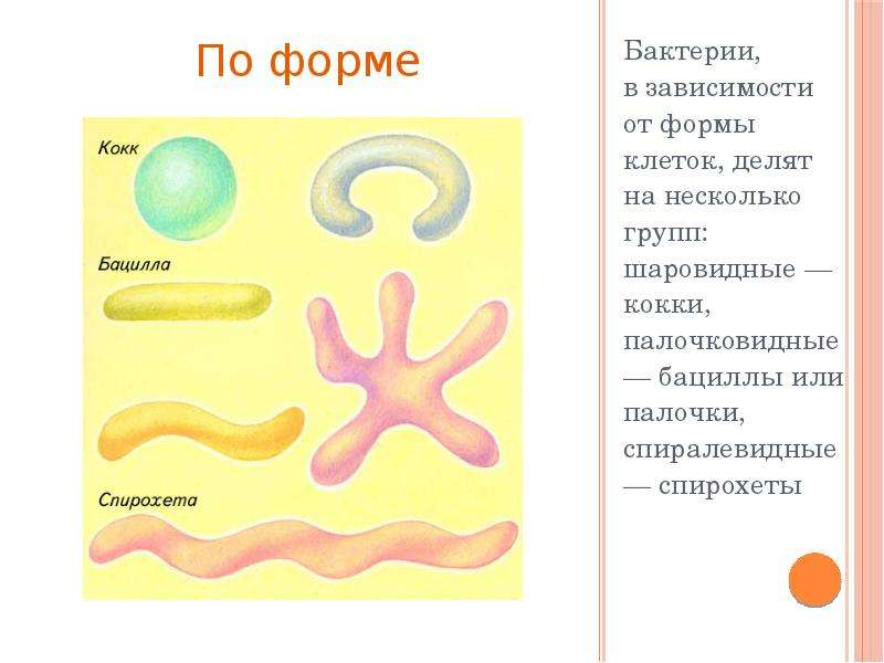 Царство бактерии картинка