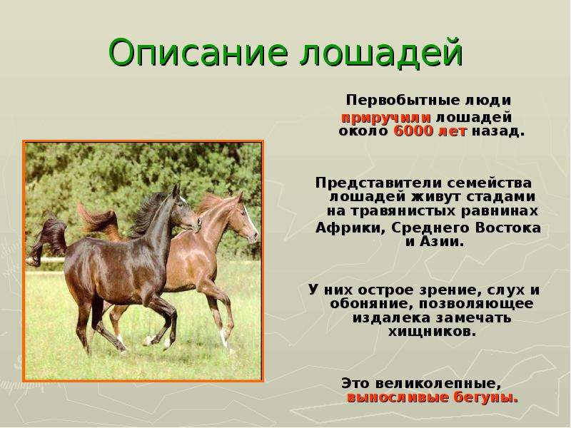 Описание лошадки. Описание лошади. Лошадь краткое описание. Общая характеристика лошади. Лошадь для презентации.