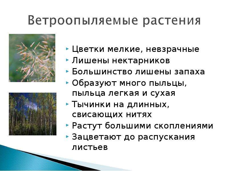 Особенности насекомоопыляемых растений. Ветроопыляемые растения. Ветроопыляемые и насекомоопыляемые растения. Признаки ветроопыляемых. Цветки ветроопыляемых растений.