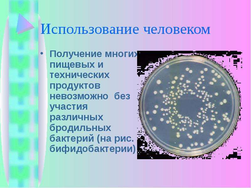 Получение много. Бродильные клетки бактерии. Бактерии используются человеком для получения. Что производят без участия бактерий. Бактерии бродильные роль в природе и жизни человека.