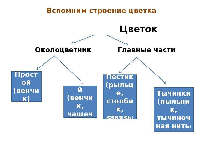 Вспомните строение