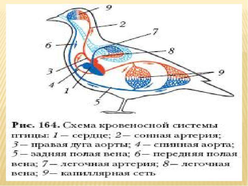 Тест по теме птицы 8 класс биология. Голубь биология внешнее строение. Анатомия птиц. Кровеносная система птиц. Внутреннее строение птиц.