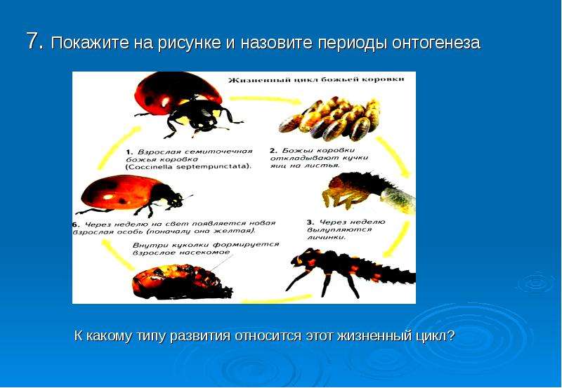 Индивидуальное развитие организма тест. Назовите типы онтогенеза. Типы развития онтогенеза. Какоц период онтогенеза изобраден на рисункк. 7. Типы онтогенеза..