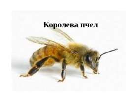 Королева пчел