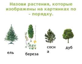 Назови растения, которые изображены на картинках по – порядку