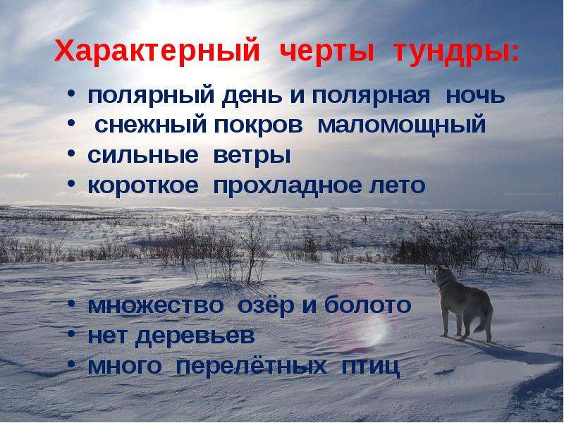 Животные тундры презентация