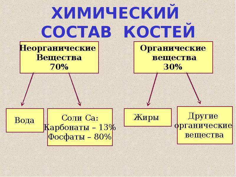 Состав кости схема