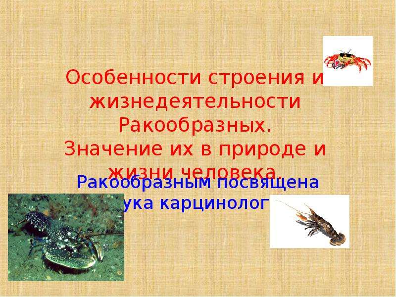 Значение в природе и жизни человека ракообразных. Значение ракообразных в природе. Значение ракообразных в природе и жизни человека. Карцинология наука. Каково значение ракообразных в природе и жизни человека.