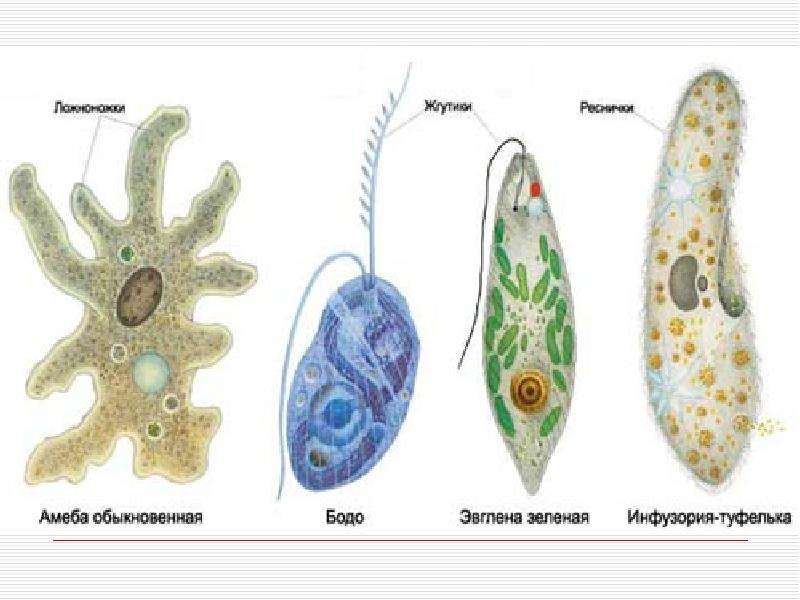 Одноклеточные организмы рисунок с подписями 5 класс