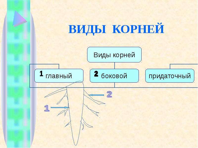 Виды и типы корневых систем 6 класс. Виды корней в русском языке. Виды корней в математике. Виды корней и типы корневых систем 6. Виды корней и типы корневых систем 6 класс презентация.