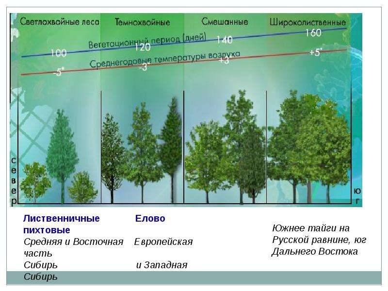 Смешанные леса и широколиственные леса россии презентация 8 класс