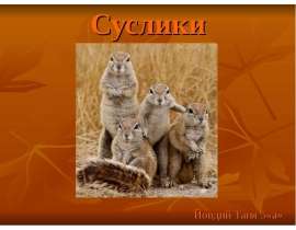 Суслики