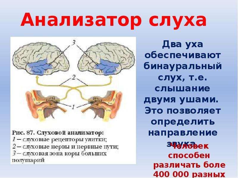 Слуховой и вестибулярный анализаторы 8 класс презентация