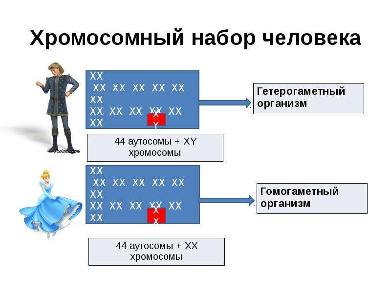 От кого зависит пол. Хромосомный набор человека. Набор хромосом у человека. Хромосомный набор аутосомы. Хромосомный набор мужчины и женщины.