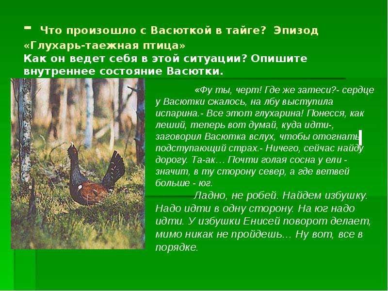 Не раз бывал в тайге. Васюткино озеро Глухарь Таежная птица. Астафьев Васютка в тайге. Васютка охотиться на глухаря. Васюткино озеро птицы тайги.