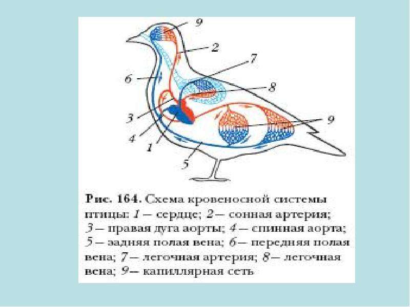 Кровеносная система птиц схема с подписями