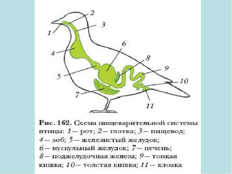 Внутреннее строение птицы рисунок