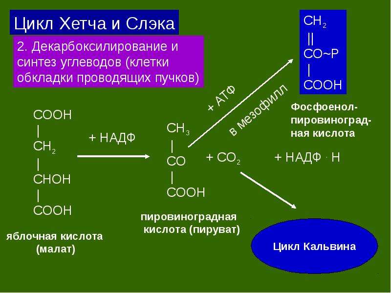 Синтез углеводов фотосинтез. С4 путь фотосинтеза хетча-Слэка. Цикл хетча Слэка фотосинтез. Цикл хэтча-Слэка с 4 путь. Цикл хэтча – Слэка (c4 - путь).