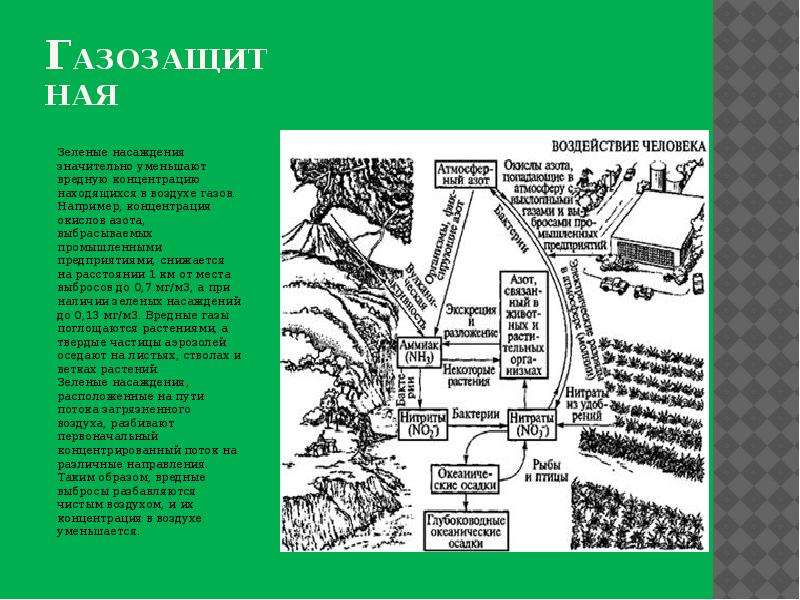 Значение зеленых насаждений. Виды укрепления зеленых насаждений. Зеленые насаждения в ССЗ В промышленности. Виды зеленые начаждений укреплений.