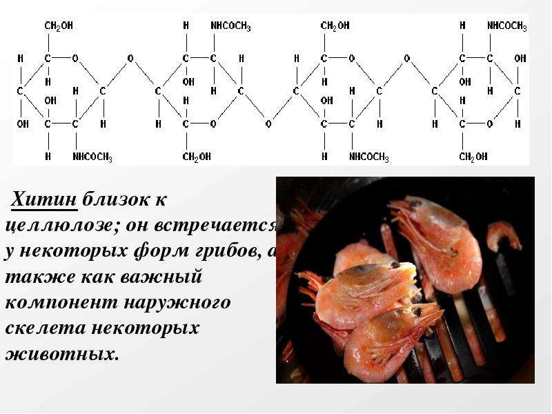 Целлюлоза грибы. Хитин:грибы=Целлюлоза:. Хитин. Хитин у животных. Хитин насекомые.