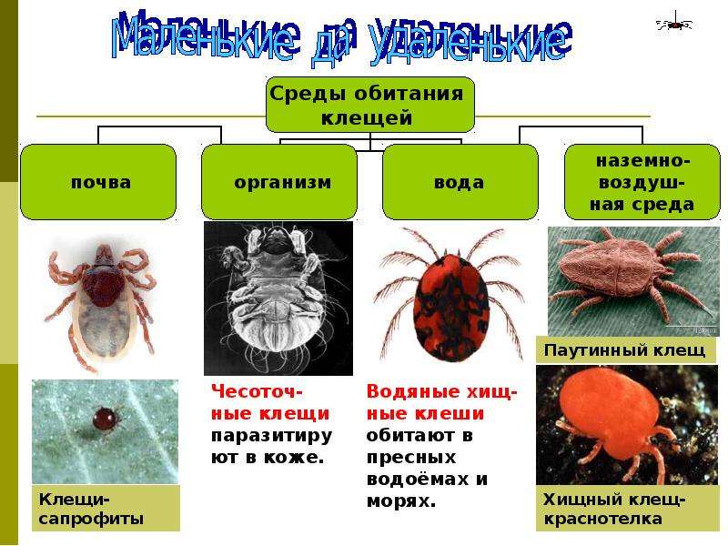 Презентация по биологии 7 класс паукообразные