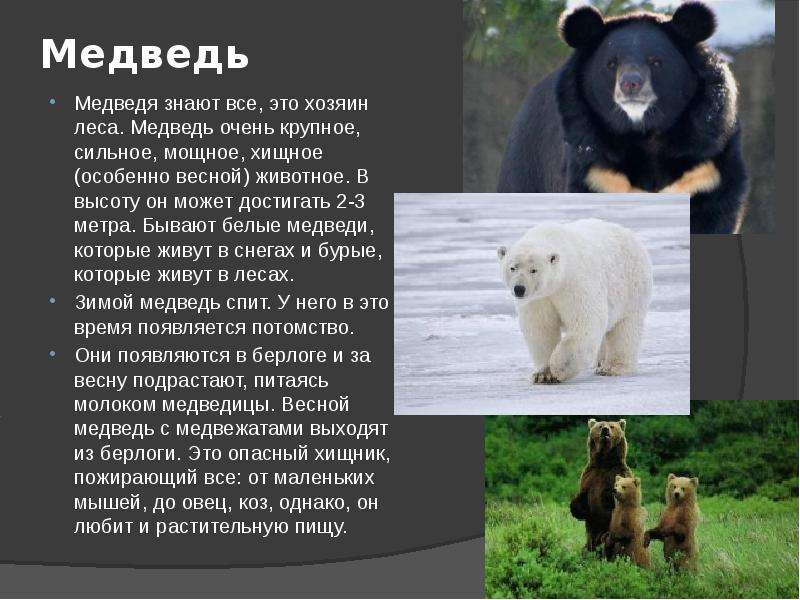Рассказ про медведя 1 класс. Описание медведя. Сообщение о медведе. Рассказ о медведе. Доклад о медведях.