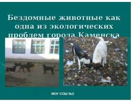 Бездомные животные как одна из экологических проблем города Каменска