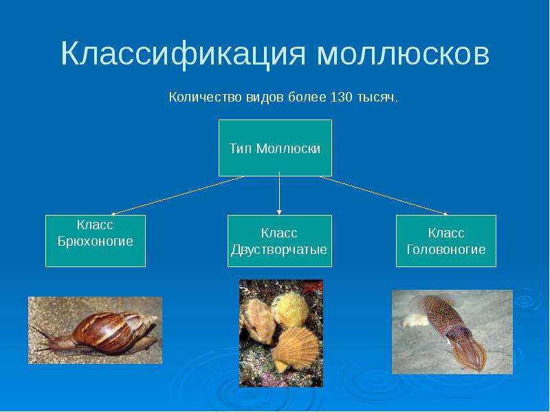 Презентация моллюски 7 класс