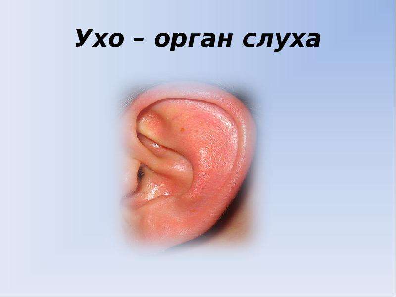 Ушко 1. Уши орган слуха. Органы чувств слух. Органы чувств орган слуха.