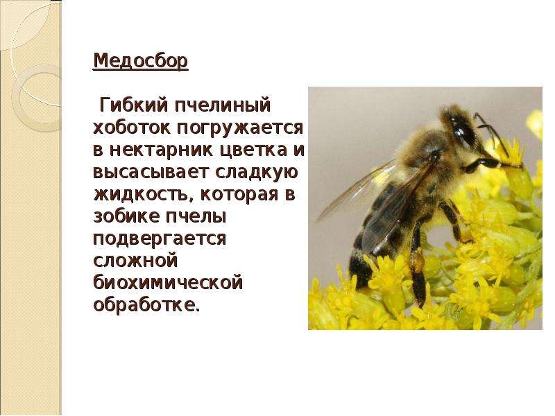 Пчеловодство доклад 3 класс. Доклад о пчелах. Интересные факты о пчелах. Удивительные пчелы презентация. Пчела 3 класс окружающий мир.