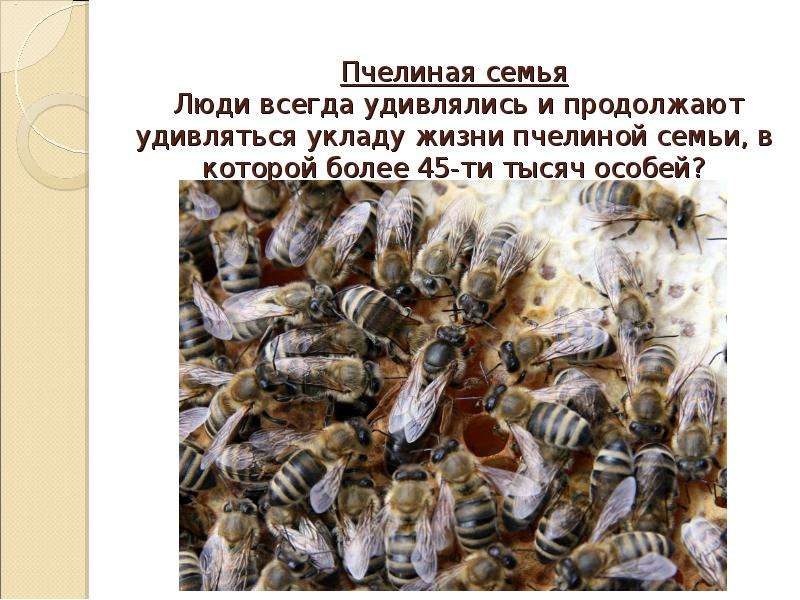 Пчелы в жизни человека. Пчелиная семья. Жизнь пчелиной семьи. Уклад жизни пчел. Проект на тему удивительные пчёлы.
