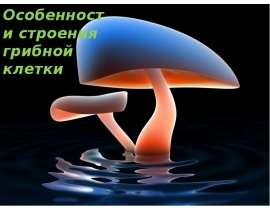 Особенности строения грибной клетки