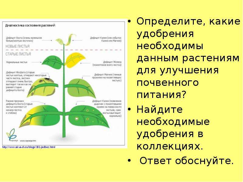 Синонимы термина минеральное питание в ботанике. Минеральное питание растений удобрения 6 класс биология. Почвенное питание растений удобрения. Минеральное почвенное питание растений. Воздушное и почвенное питание.