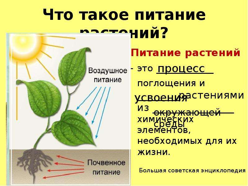 Воздушное питание растений. Питание растений. Процесс питания растений. Питание растений кратко и понятно. Элементы минерального питания растений.