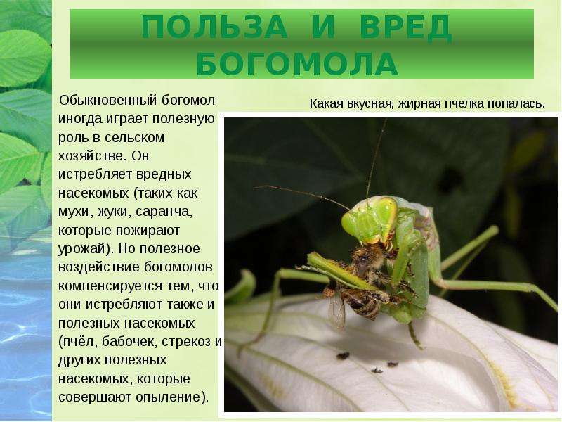 Богомол насекомое фото чем опасен для человека и описание