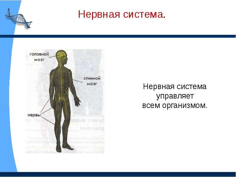 Презентация строение человека 2 класс презентация